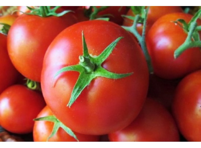Семена томата красного Лагранж F1 (100 семян), Libra Seeds (Erste Zaden) Семена томата красного Лагранж F1 (100 семян), Libra Seeds (Erste Zaden)